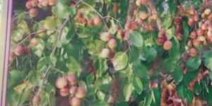 Seedless Apple Ber Plant