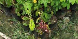 Star Fruit Plant