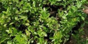 Strawberry Guava Plant