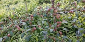 Sundari Apple Ber Plant