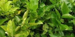Sweet Lemon Plant