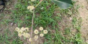 Thai Black Jamun Plant