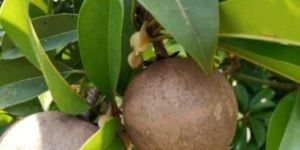 Thai Chiku Plant