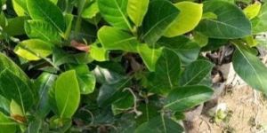 Thai Jackfruit Plant