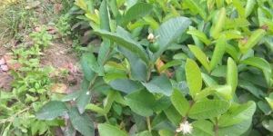 Thai KG Guava Plant