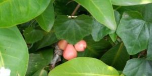 Water Apple Plant