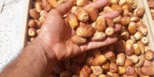 Shahin Arian Zahedi Dates