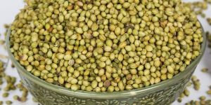 CORIANDER SEEDS.