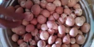 Raw Betel Nuts