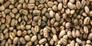 Arabica Coffee Beans