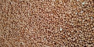 Groundnut Seeds