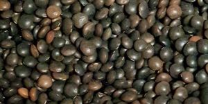 Black Lentils