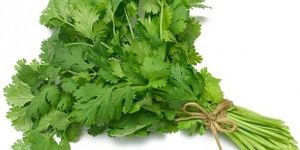 Fresh Coriander Leaves