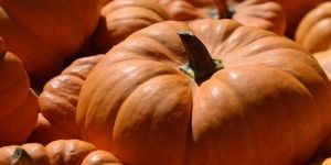 Fresh Pumpkin