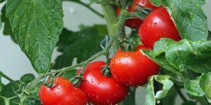 Fresh Tomato