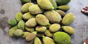 tender green jackfruit