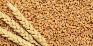 Brown Wheat Seeds