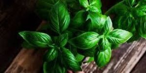 Fresh Basil Leaves