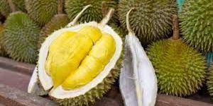 Fresh Durian Fruit