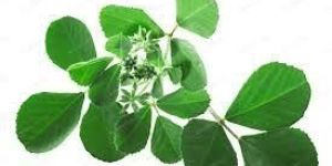 Fresh Fenugreek Leaves