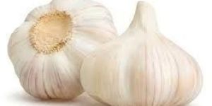 Fresh Garlic