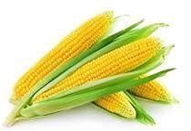 Fresh Yellow Corn