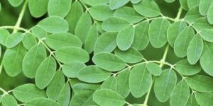 Moringa Oleifera