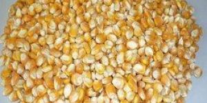 Maize Cattle Feed (Yellow Maize)