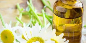 Chamomile Oil