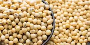 Soybean Seeds