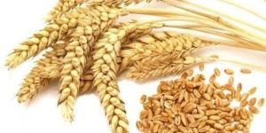 Wheat Seeds
