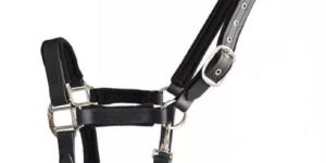 Horse Bridle