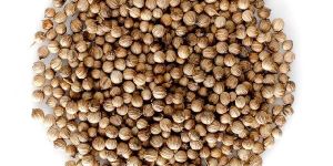 Coriander Seeds