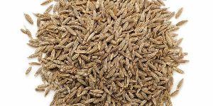 Cumin Seed -