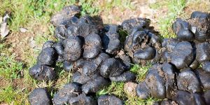 Donkey Dung