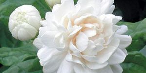 Jasmine Flower