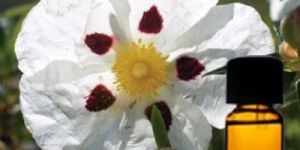 Labdanum Absolute Oil