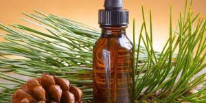 Pine Needle Oil