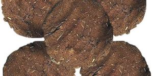 Cow Dung Cake