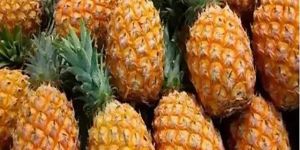 Fresh Pineapple
