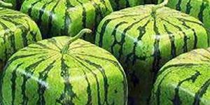 Square Watermelon