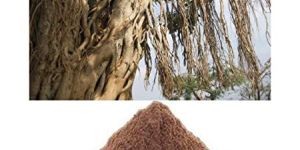 BANYAN FRUIT POWDER