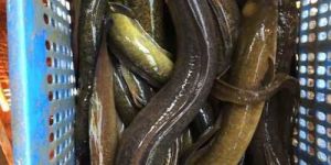 Fresh Eel Fish