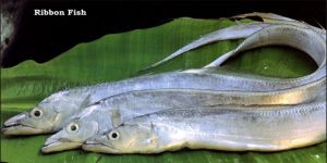Fresh Ribbon Fish