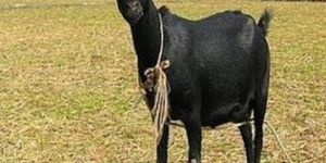Bengal Goat