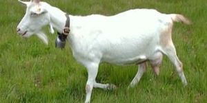 Sanen Goat