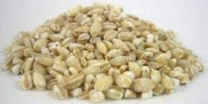 Organic Barley Seeds