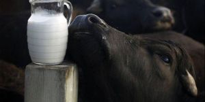 Buffalo Milk