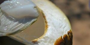 TENDER COCONUT PULP