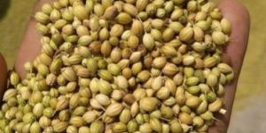 Coriander Seeds